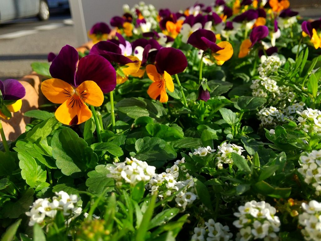 花壇の植え替え 千葉県鎌ケ谷市 白井市 船橋市 松戸市の新築平屋住宅専門店 らくいえ